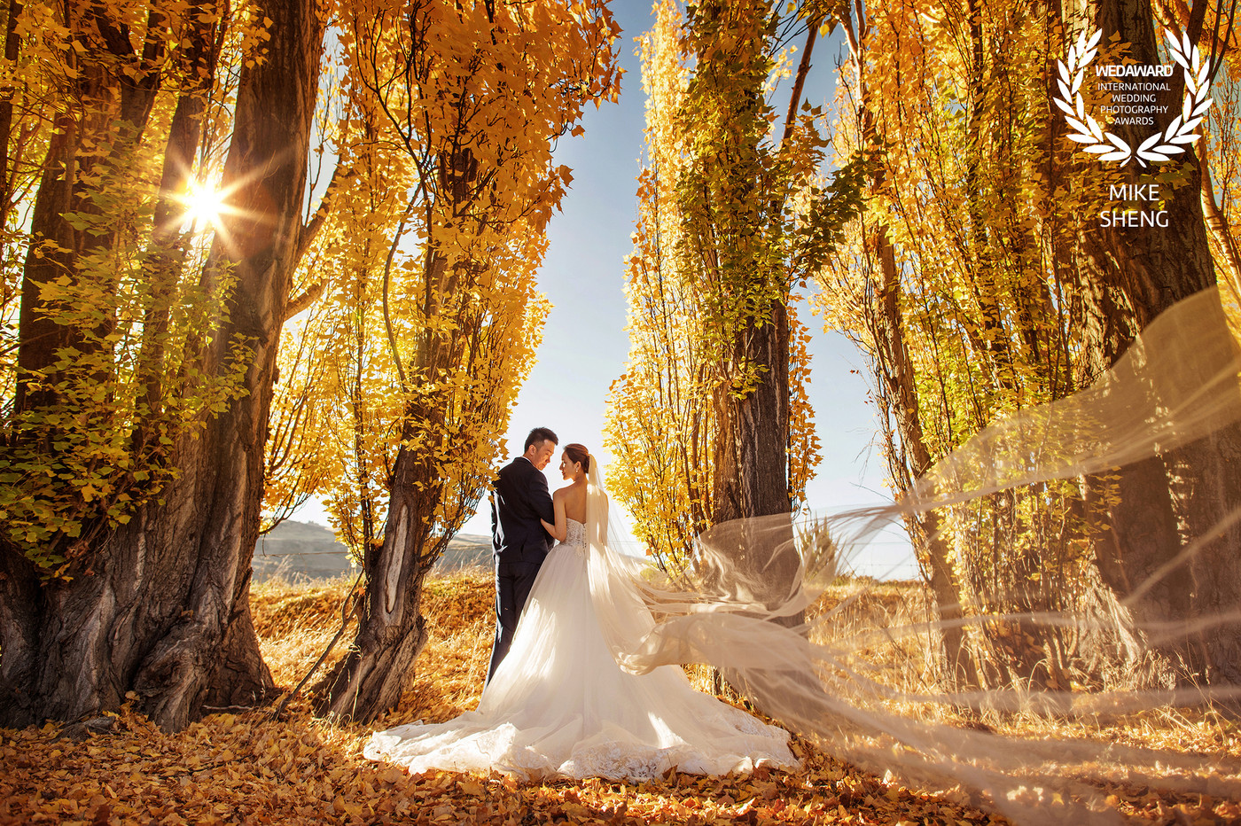 Collection 31 photo by Mike Sheng