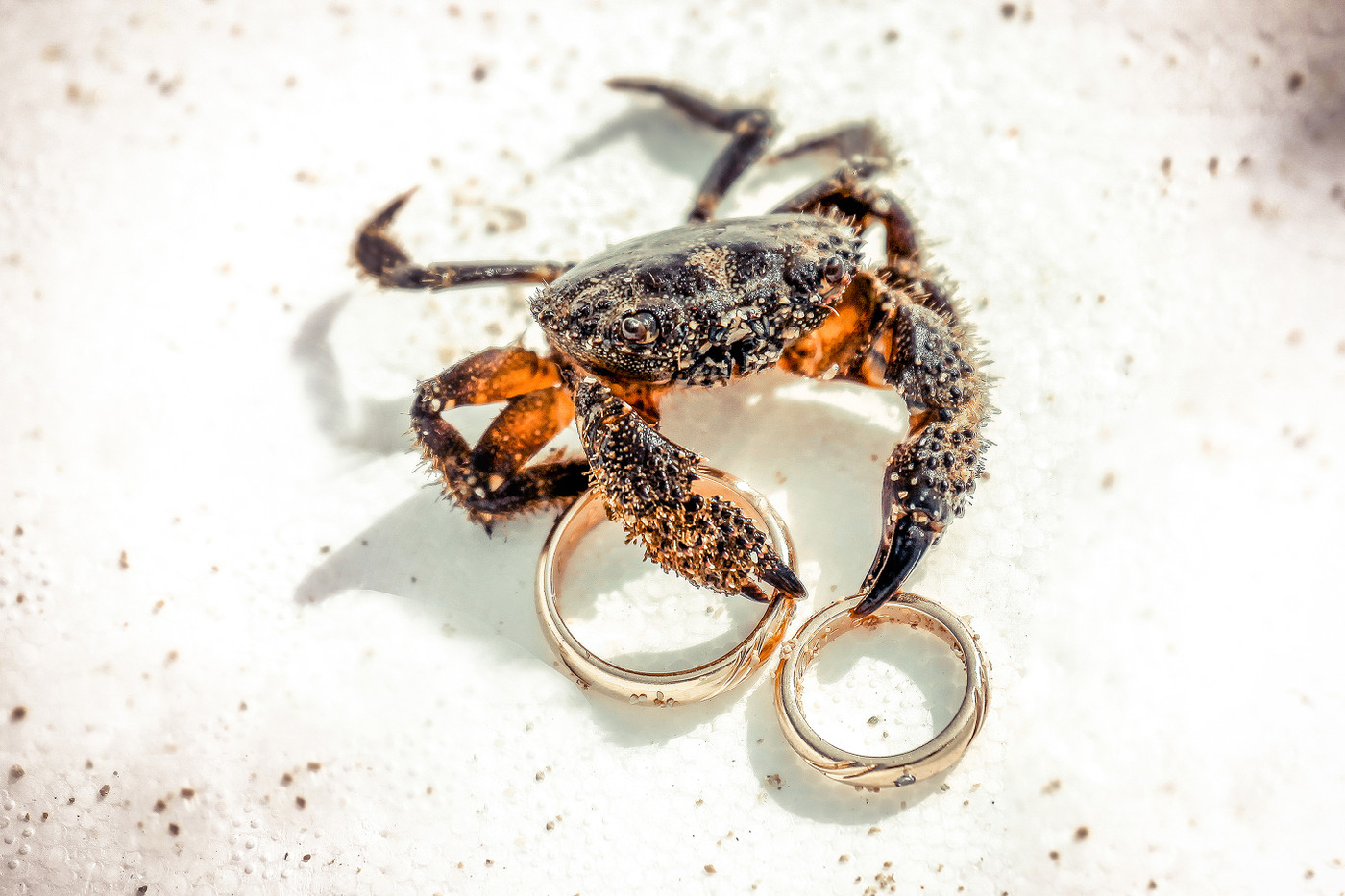 Collection 95 photo by Alessandro Spagnolo